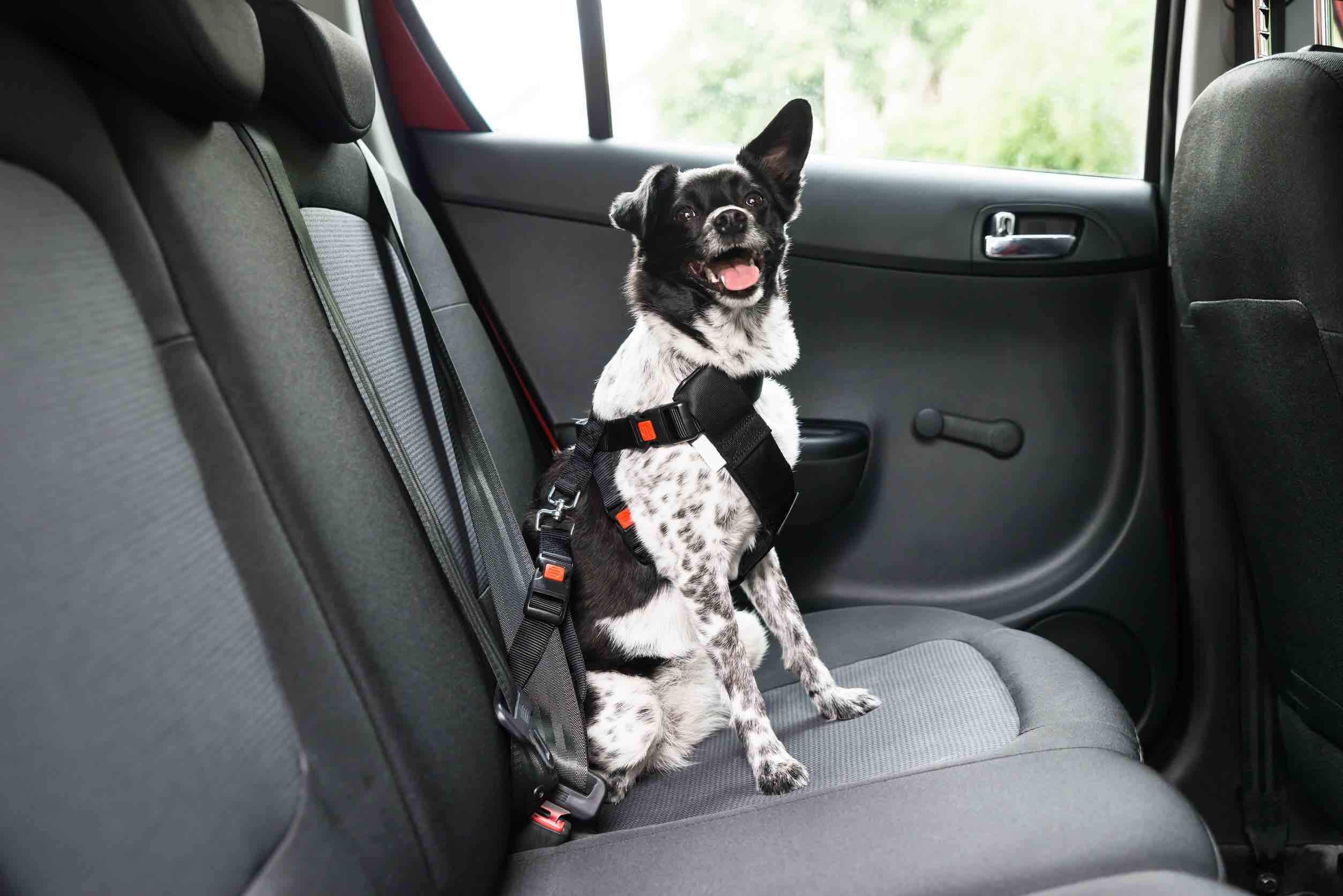 Car 4 pet. Автомобиль собака. Собака в авто. Ремень безопасности для собак в автомобиль. Собака в салоне авто.