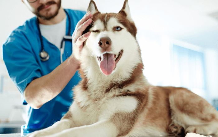 prevenire paura veterinario