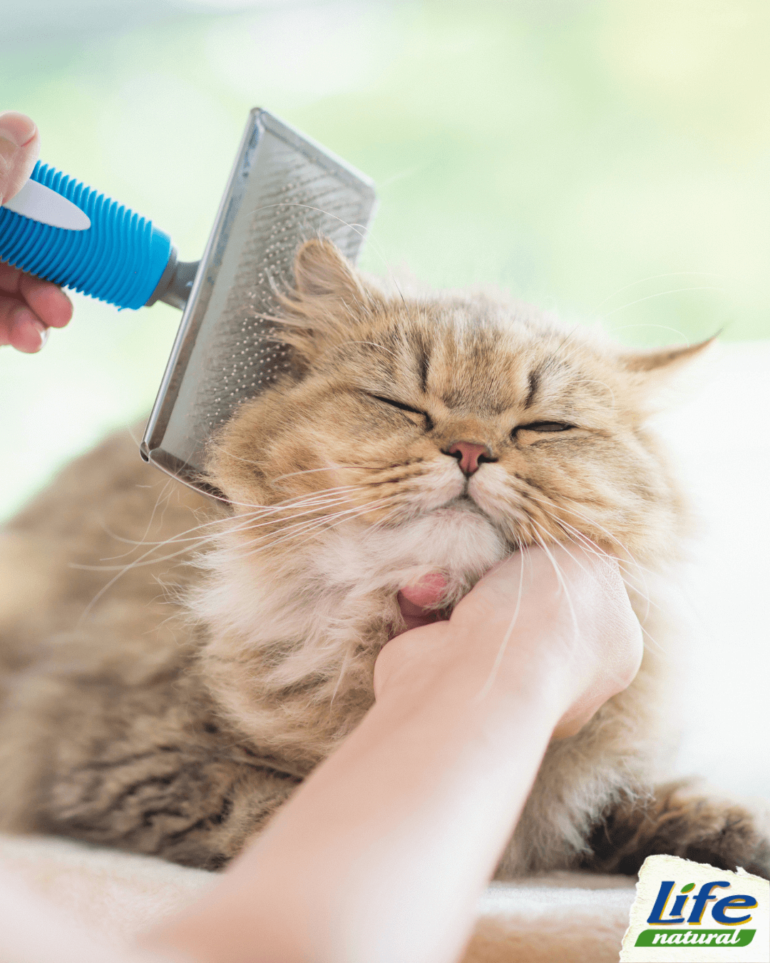 L’importanza di spazzolare il tuo gatto
